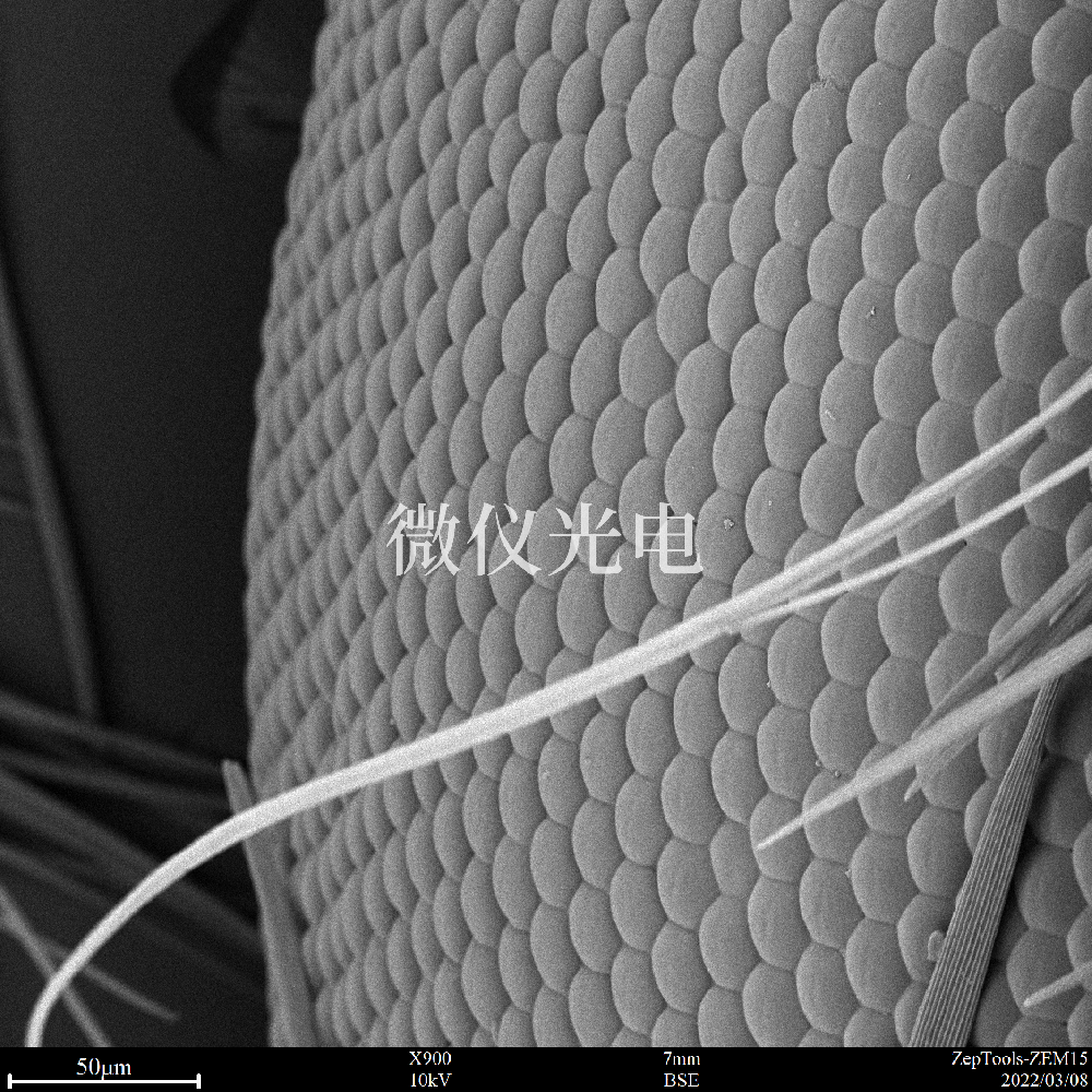 你知道sem掃描電鏡和激光共聚焦顯微鏡的這5個(gè)區(qū)別嗎？