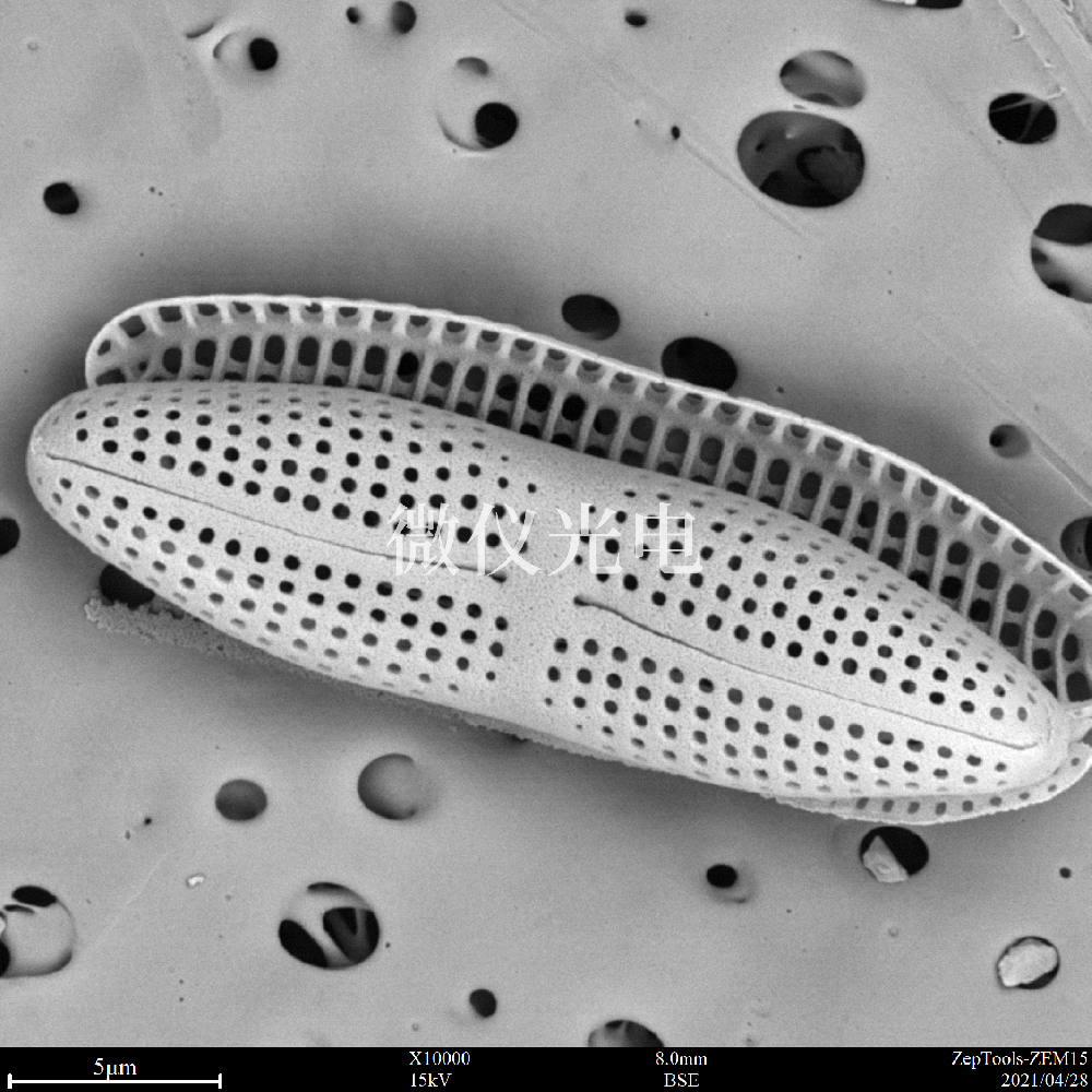 為什么掃描電鏡看到的物像是無色的？