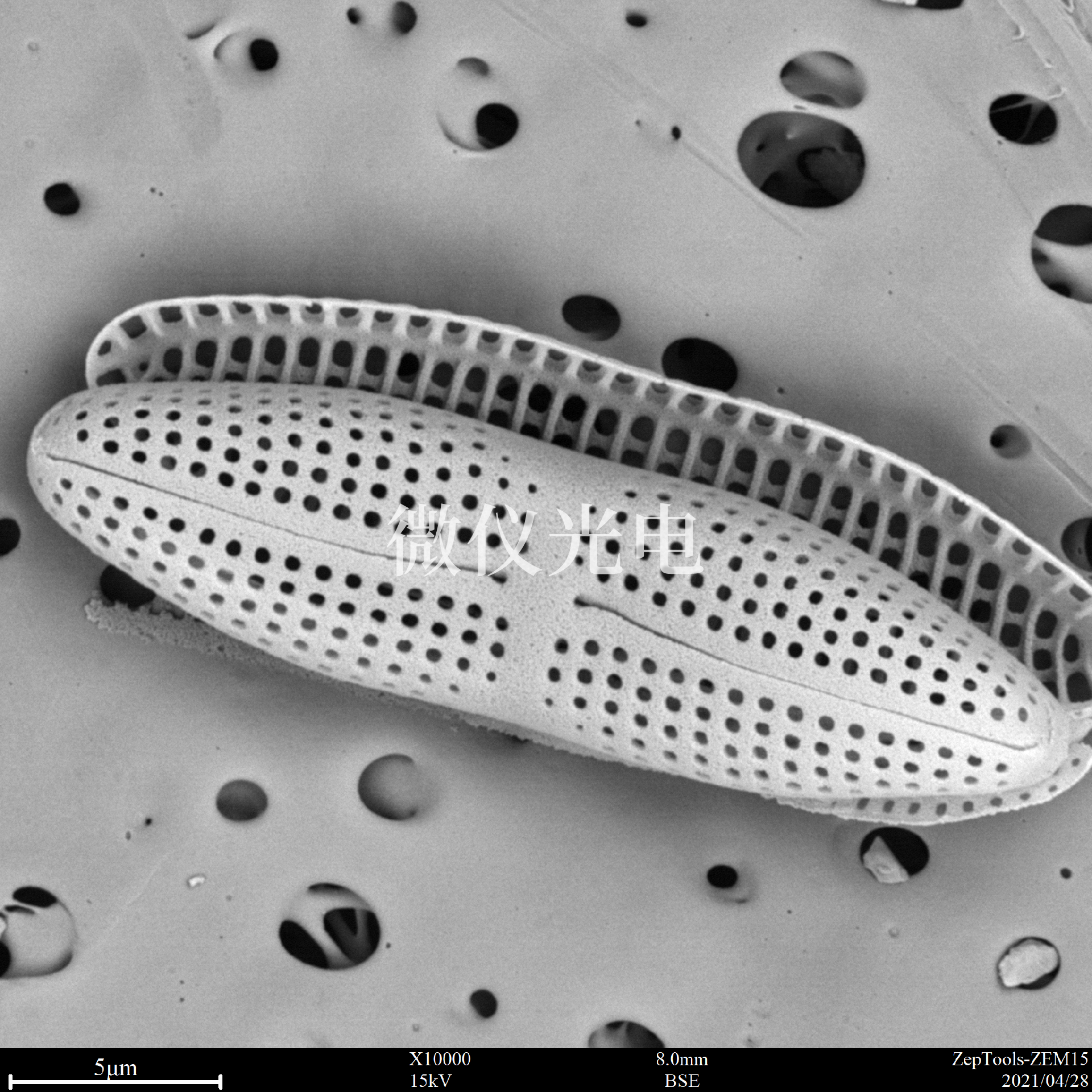 掃描電鏡下硅藻檢測(cè).png 掃描電鏡下硅藻檢測(cè).png